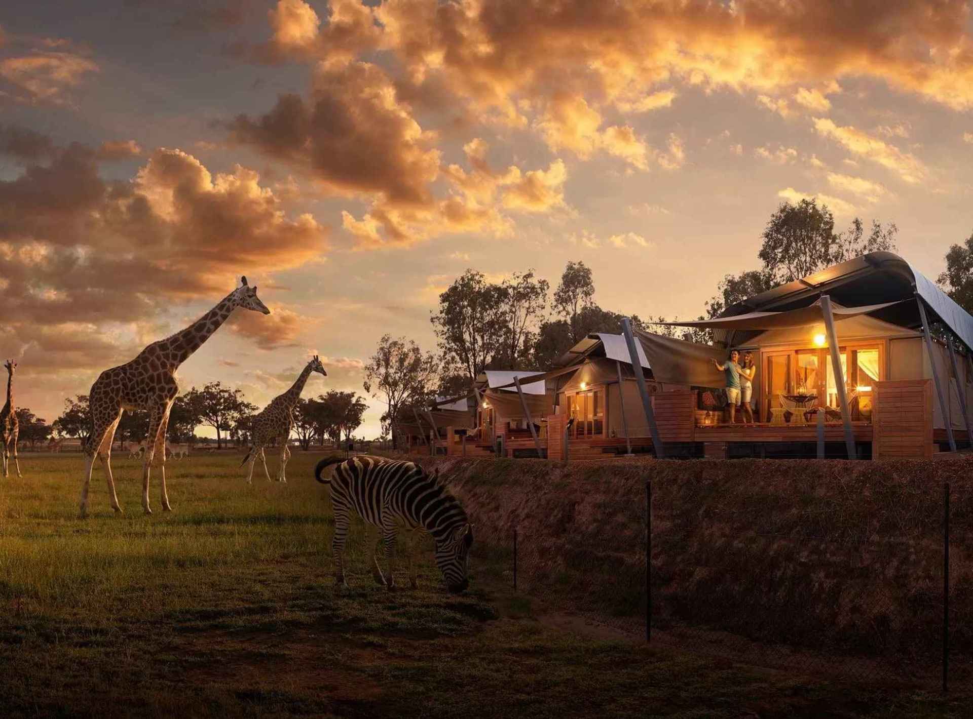 A scenic view of animals at Taronga Western Plains Zoo in Dubbo, showcasing the beauty of wildlife in a natural setting. A scenic view of animals at Taronga Western Plains Zoo in Dubbo, showcasing the beauty of wildlife in a natural setting.