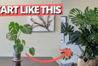 Planting Your Monstera: A Step-by-Step Guide Planting Your Monstera: A Step-by-Step Guide