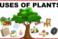 The Versatile World Of Plants: A Spectrum Of Uses The Versatile World Of Plants: A Spectrum Of Uses