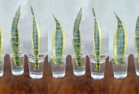 A Beginner’s Guide To Planting Snake Plants A Beginner’s Guide To Planting Snake Plants