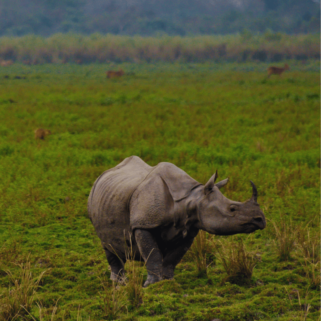 கசிரங்கா சஃபாரி: இந்தியாவின் ஒரு கொம்புகள் கொண்ட காண்டாமிருகங்கள் மற்றும் பிற வனவிலங்குகளைக் கண்காணித்தல் கசிரங்கா சஃபாரி: இந்தியாவின் ஒரு கொம்புகள் கொண்ட காண்டாமிருகங்கள் மற்றும் பிற வனவிலங்குகளைக் கண்காணித்தல்