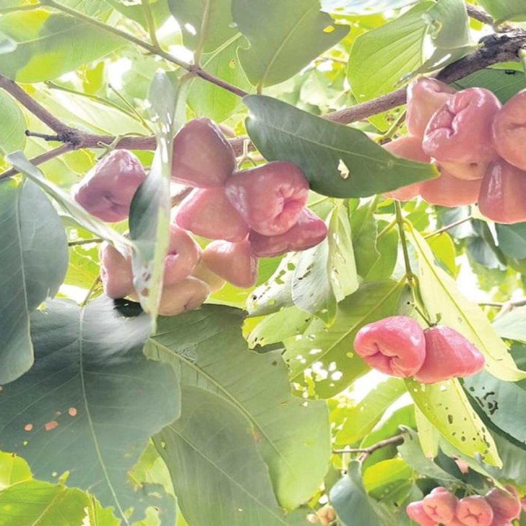 வாட்டர் ஆப்பிள் சாகுபடியில் ஆர்வம் காட்டும் ஓசூர் விவசாயிகள்! வாட்டர் ஆப்பிள் சாகுபடியில் ஆர்வம் காட்டும் ஓசூர் விவசாயிகள்!