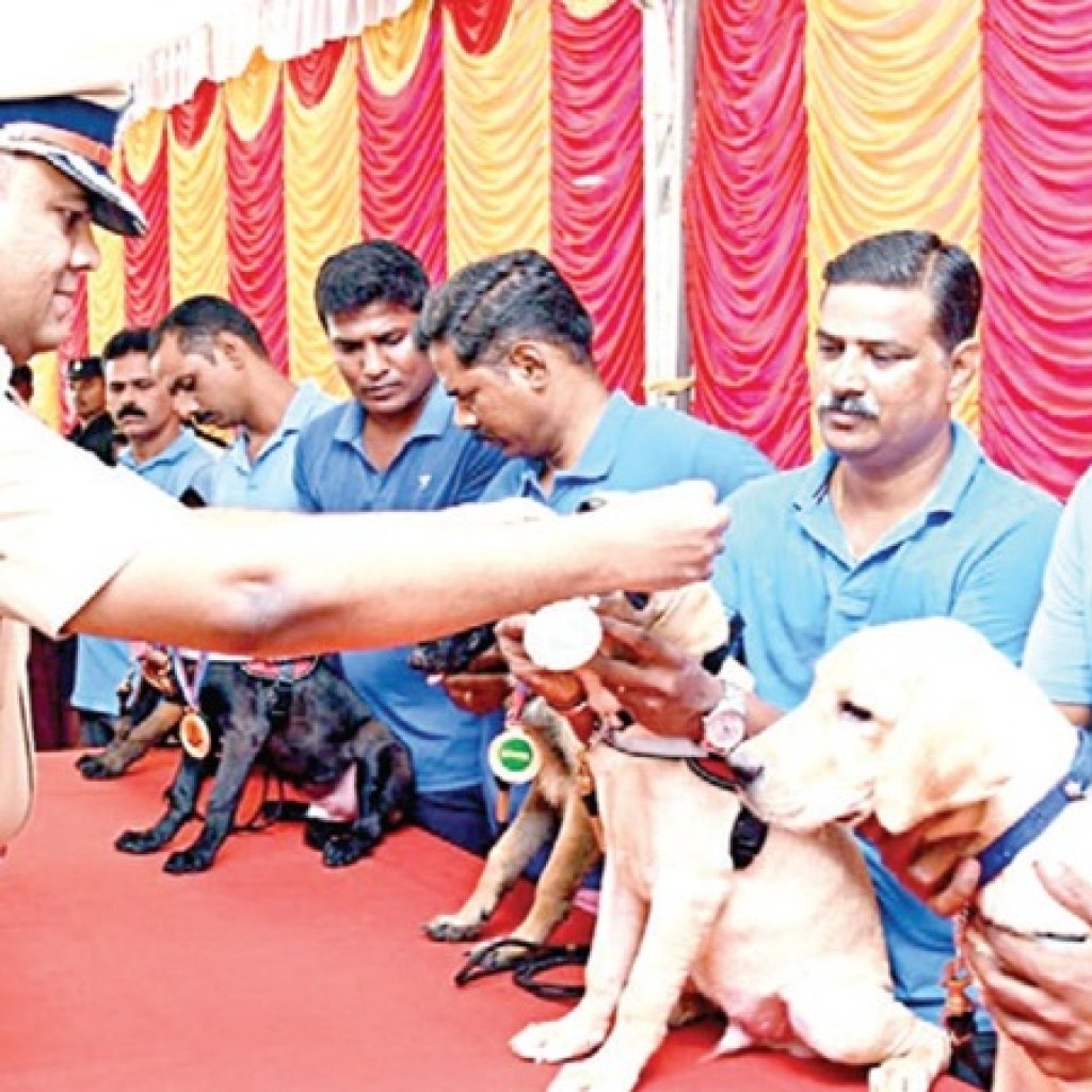 மோப்ப நாய் படைப்பிரிவில் 11 துப்பறியும் நாய் குட்டிகள் இணைப்பு: தமிழ் பெயர்கள் சூட்டப்பட்டன மோப்ப நாய் படைப்பிரிவில் 11 துப்பறியும் நாய் குட்டிகள் இணைப்பு: தமிழ் பெயர்கள் சூட்டப்பட்டன