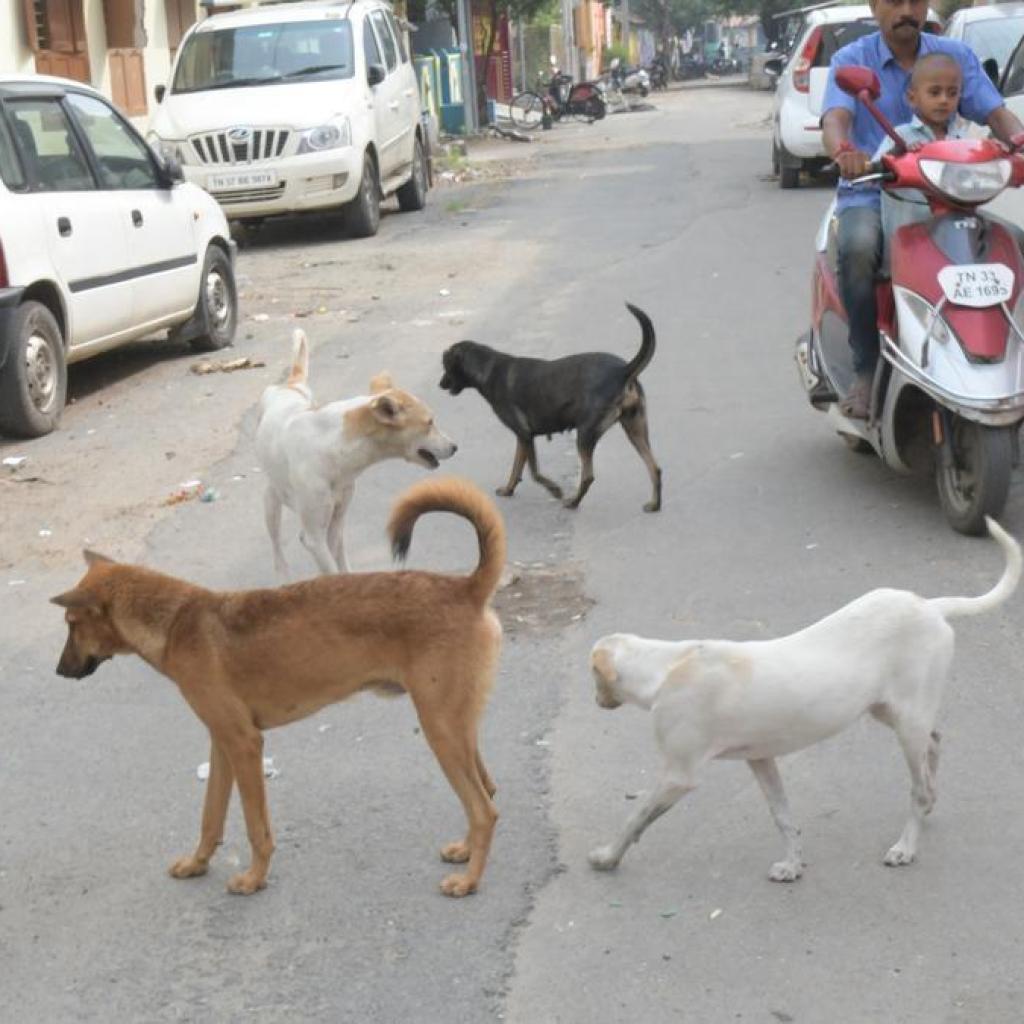 தமிழகத்தில் கடந்த 6 மாதங்களில் 2.80 லட்சம் பேர் நாய்க்கடியால் பாதிப்பு தமிழகத்தில் கடந்த 6 மாதங்களில் 2.80 லட்சம் பேர் நாய்க்கடியால் பாதிப்பு