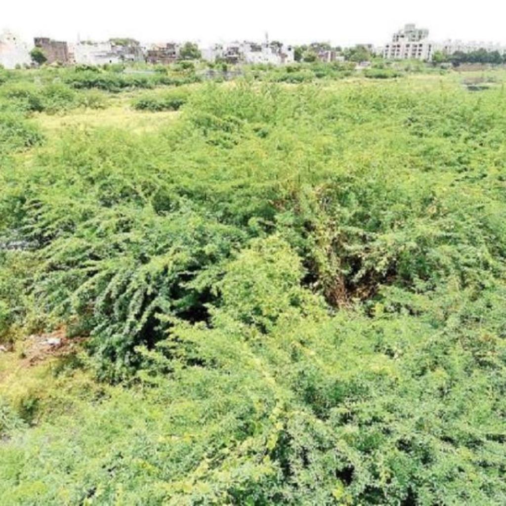 சீமைக்கருவேல மரங்களை அகற்ற அக்கறை காட்டாவிட்டால் நடவடிக்கை: அரசுக்கு ஐகோர்ட் எச்சரிக்கை சீமைக்கருவேல மரங்களை அகற்ற அக்கறை காட்டாவிட்டால் நடவடிக்கை: அரசுக்கு ஐகோர்ட் எச்சரிக்கை