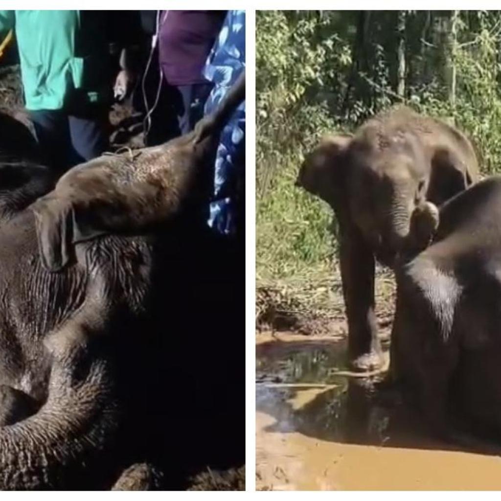 கொடைக்கானலில் மயங்கி விழுந்த தாய் யானை: பாசப் போராட்டம் நடத்திய குட்டி யானை! கொடைக்கானலில் மயங்கி விழுந்த தாய் யானை: பாசப் போராட்டம் நடத்திய குட்டி யானை!