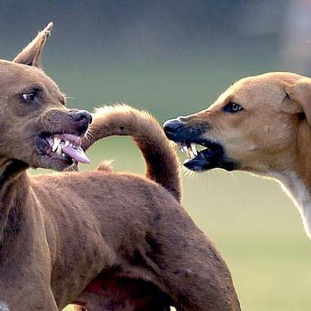 மகாராஷ்டிராவின் கல்யாண், டோம்பிவலி நகரங்களில் ஒரே நாளில் 67 பேர் நாய்க்கடியால் பாதிப்பு மகாராஷ்டிராவின் கல்யாண், டோம்பிவலி நகரங்களில் ஒரே நாளில் 67 பேர் நாய்க்கடியால் பாதிப்பு
