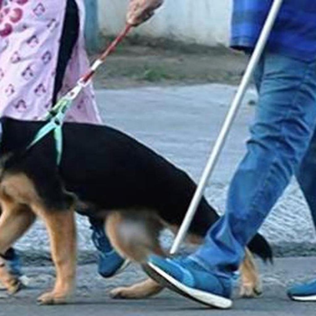 சென்னையில் தெரு நாய்கள், செல்ல பிராணிகளுக்கு உரிமம் வழங்க ஒருங்கிணைந்த மேலாண்மை இணையதளம் தொடக்கம் சென்னையில் தெரு நாய்கள், செல்ல பிராணிகளுக்கு உரிமம் வழங்க ஒருங்கிணைந்த மேலாண்மை இணையதளம் தொடக்கம்