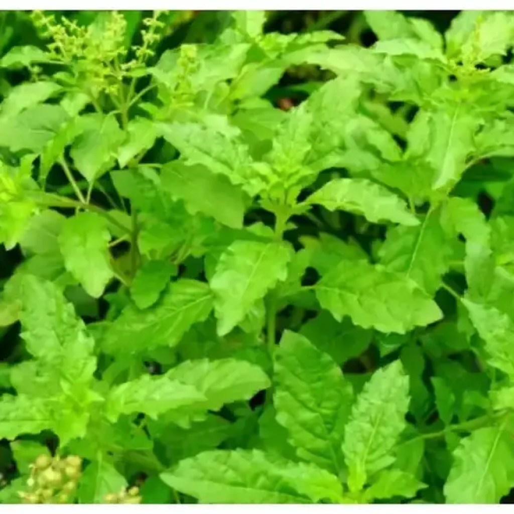 துளசி நினைவகத்தை கூர்மைப்படுத்தலாம் மற்றும் வளர்சிதை மாற்றத்தை அதிகரிக்கும் என்று அமெரிக்காவின் தேசிய மருத்துவ நூலகம் – டைம்ஸ் ஆஃப் இந்தியா கூறுகிறது துளசி நினைவகத்தை கூர்மைப்படுத்தலாம் மற்றும் வளர்சிதை மாற்றத்தை அதிகரிக்கும் என்று அமெரிக்காவின் தேசிய மருத்துவ நூலகம் – டைம்ஸ் ஆஃப் இந்தியா கூறுகிறது