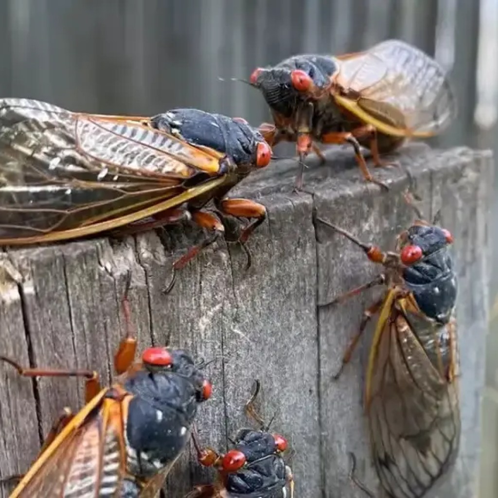 பதினேழு ஆண்டுகளுக்குப் பிறகு, அடைகாக்கும் XIV CICADAS அமெரிக்காவில் வெளிப்படுகிறது | – தி டைம்ஸ் ஆஃப் இந்தியா பதினேழு ஆண்டுகளுக்குப் பிறகு, அடைகாக்கும் XIV CICADAS அமெரிக்காவில் வெளிப்படுகிறது | – தி டைம்ஸ் ஆஃப் இந்தியா