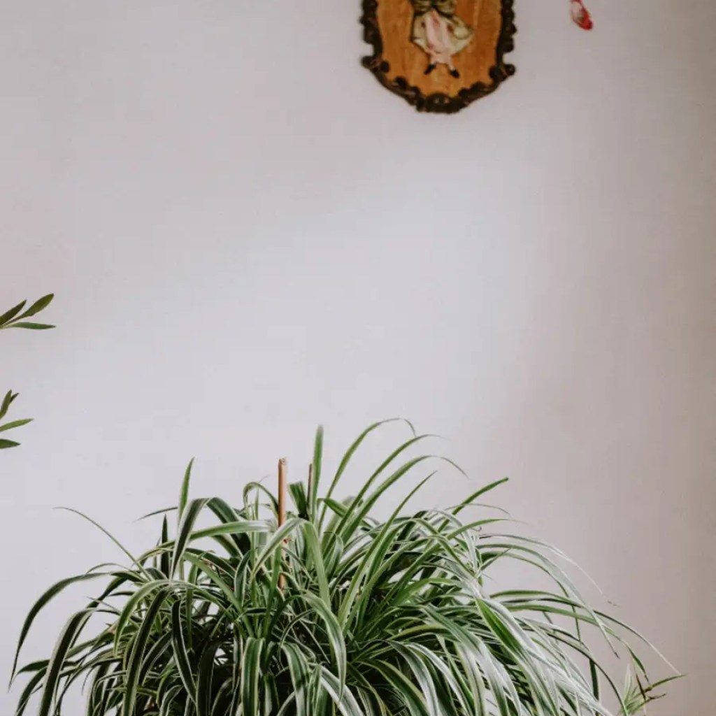 ஒவ்வொரு வீட்டிலும் பால்கனியில் அல்லது உட்புறங்களில் ஒரு சிலந்தி ஆலை இருக்க வேண்டும் என்பதற்கான 9 காரணங்கள் ஒவ்வொரு வீட்டிலும் பால்கனியில் அல்லது உட்புறங்களில் ஒரு சிலந்தி ஆலை இருக்க வேண்டும் என்பதற்கான 9 காரணங்கள்