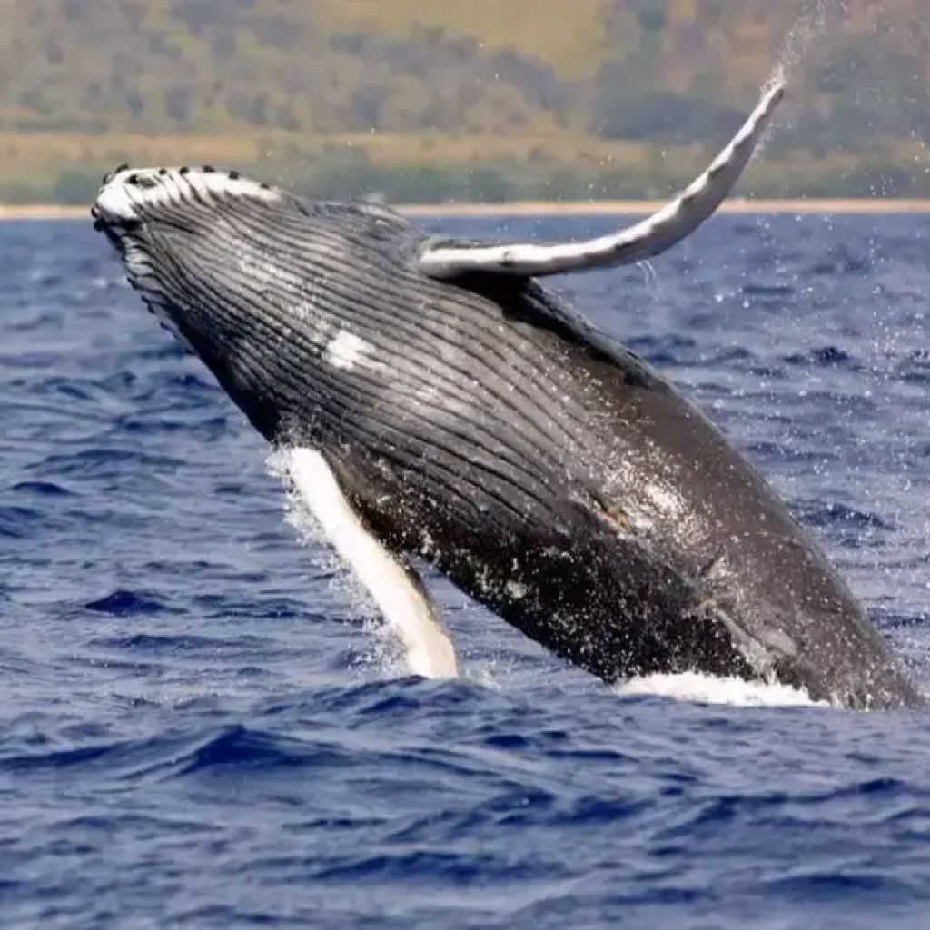 ஹம்ப்பேக் திமிங்கலங்கள் மனிதர்களுடன் தொடர்பு கொள்ள முயற்சி செய்கின்றன, புதிய ஆய்வு வெளிப்படுத்துகிறது | – தி டைம்ஸ் ஆஃப் இந்தியா ஹம்ப்பேக் திமிங்கலங்கள் மனிதர்களுடன் தொடர்பு கொள்ள முயற்சி செய்கின்றன, புதிய ஆய்வு வெளிப்படுத்துகிறது | – தி டைம்ஸ் ஆஃப் இந்தியா