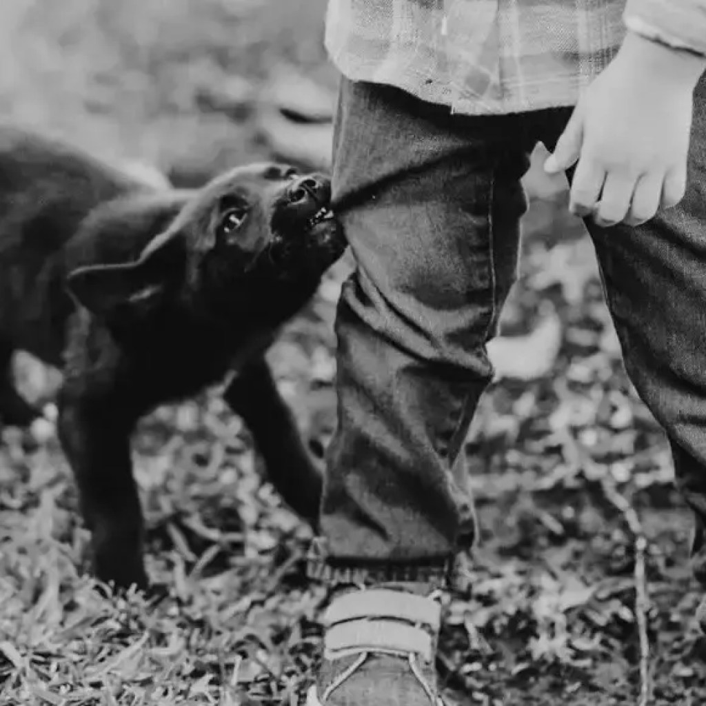 ஒரு நாய் கடித்த பிறகு என்ன செய்ய வேண்டும்: நீங்கள் பின்பற்றக்கூடிய அத்தியாவசிய உதவிக்குறிப்புகள் மற்றும் முன்னெச்சரிக்கைகள் | – டைம்ஸ் ஆஃப் இந்தியா ஒரு நாய் கடித்த பிறகு என்ன செய்ய வேண்டும்: நீங்கள் பின்பற்றக்கூடிய அத்தியாவசிய உதவிக்குறிப்புகள் மற்றும் முன்னெச்சரிக்கைகள் | – டைம்ஸ் ஆஃப் இந்தியா