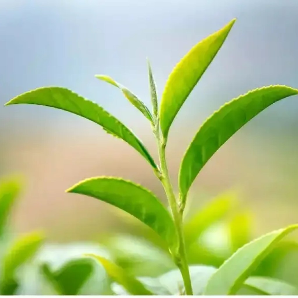 புதிய ஆய்வில் தாவரங்கள் சர்க்கரையை எவ்வாறு பயன்படுத்துகின்றன மற்றும் வெப்பத்தை உணரவும் பதிலளிக்கவும் | – தி டைம்ஸ் ஆஃப் இந்தியா புதிய ஆய்வில் தாவரங்கள் சர்க்கரையை எவ்வாறு பயன்படுத்துகின்றன மற்றும் வெப்பத்தை உணரவும் பதிலளிக்கவும் | – தி டைம்ஸ் ஆஃப் இந்தியா