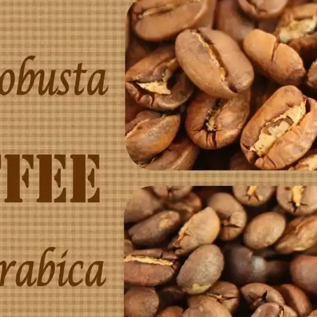 ரோபஸ்டா Vs அரபிகா: இந்த காபி வகைகளுக்கு என்ன வித்தியாசம்? – டைம்ஸ் ஆஃப் இந்தியா ரோபஸ்டா Vs அரபிகா: இந்த காபி வகைகளுக்கு என்ன வித்தியாசம்? – டைம்ஸ் ஆஃப் இந்தியா