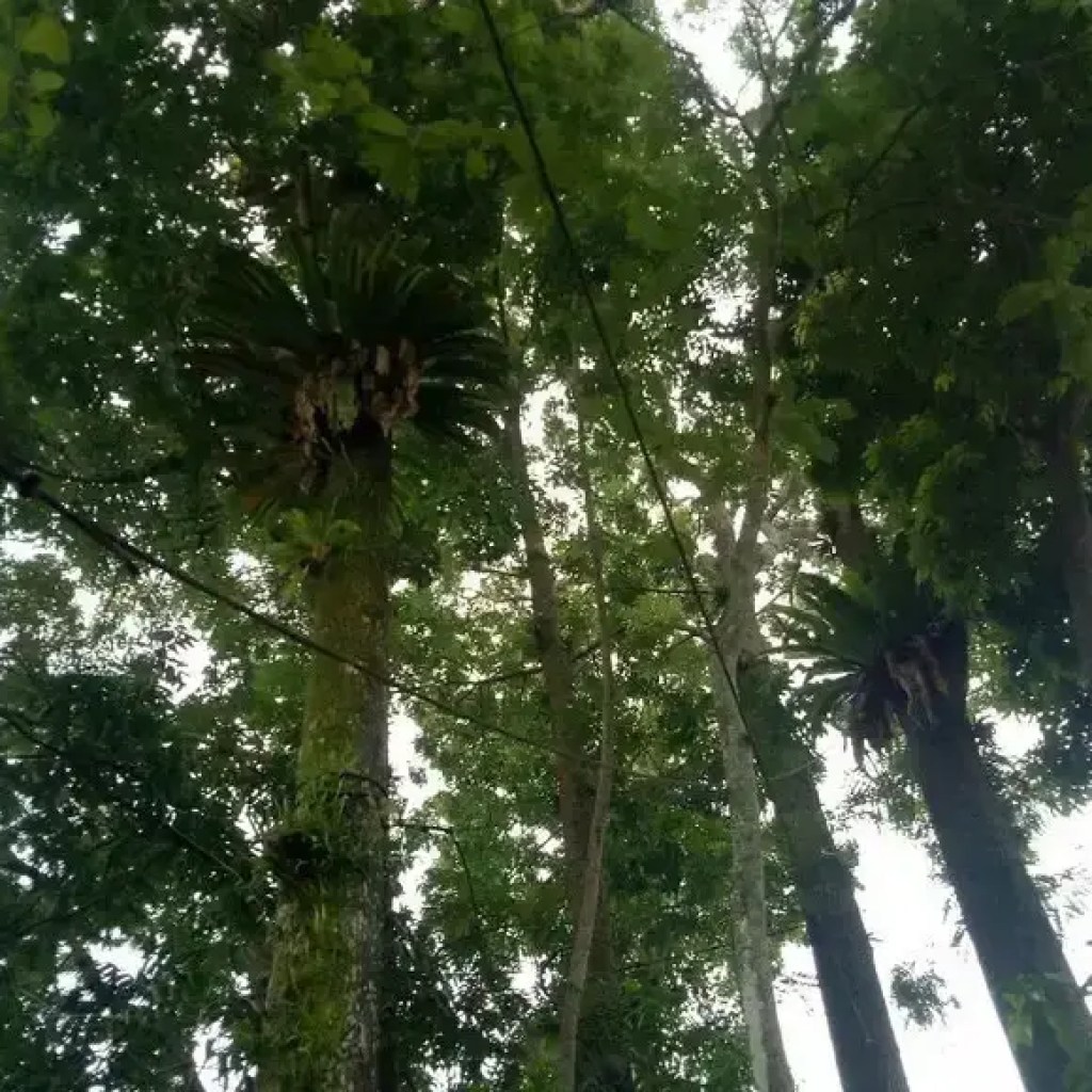 ரூ .2 ஐ ரூ .1 லட்சமாக மாற்றவும்: ஏன் மஹோகனி மரம் வேளாண்மை என்பது இந்தியாவின் புதிய பச்சை தங்கம் | – டைம்ஸ் ஆஃப் இந்தியா ரூ .2 ஐ ரூ .1 லட்சமாக மாற்றவும்: ஏன் மஹோகனி மரம் வேளாண்மை என்பது இந்தியாவின் புதிய பச்சை தங்கம் | – டைம்ஸ் ஆஃப் இந்தியா