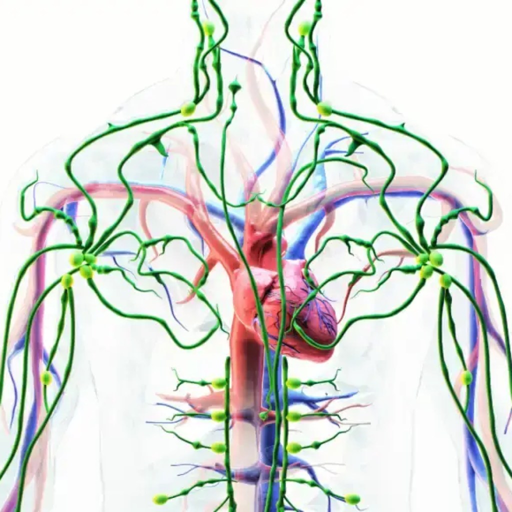 நிணநீர் அமைப்பு என்றால் என்ன: அது அடைக்கப்பட்டுள்ளதற்கான 7 அறிகுறிகள் – இந்தியாவின் நேரங்கள் நிணநீர் அமைப்பு என்றால் என்ன: அது அடைக்கப்பட்டுள்ளதற்கான 7 அறிகுறிகள் – இந்தியாவின் நேரங்கள்