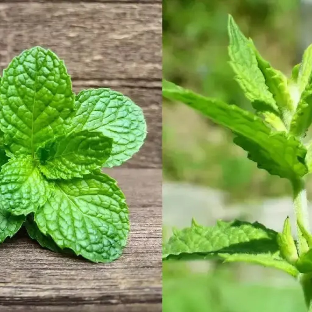 மிளகுக்கீரை Vs ஸ்பியர்மிண்ட்: அவற்றின் சுவை, நறுமணம், சுவை மற்றும் சுகாதார நன்மைகளில் முக்கிய வேறுபாடுகள் | – டைம்ஸ் ஆஃப் இந்தியா மிளகுக்கீரை Vs ஸ்பியர்மிண்ட்: அவற்றின் சுவை, நறுமணம், சுவை மற்றும் சுகாதார நன்மைகளில் முக்கிய வேறுபாடுகள் | – டைம்ஸ் ஆஃப் இந்தியா