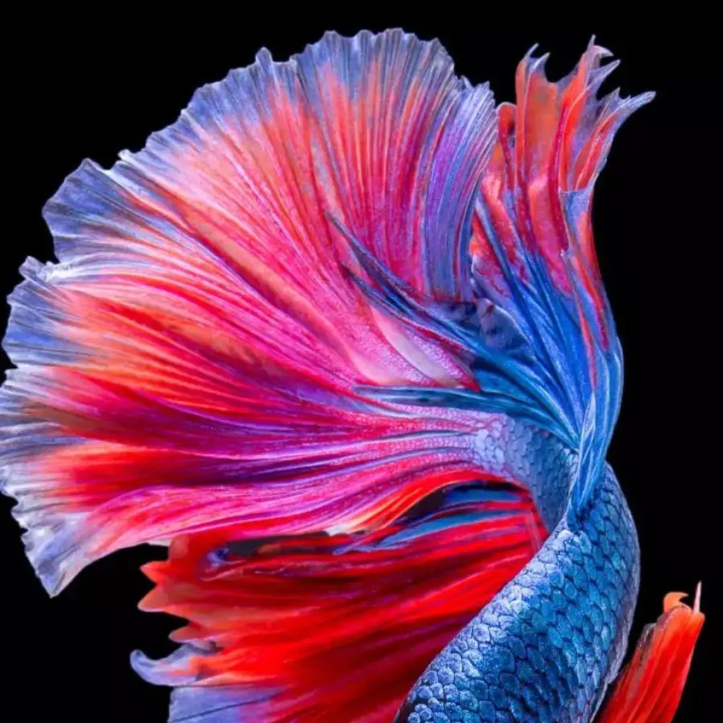 வீட்டு மீன்வளங்களுக்கு 10 அழகான மற்றும் குறைந்த பராமரிப்பு மீன்கள் வீட்டு மீன்வளங்களுக்கு 10 அழகான மற்றும் குறைந்த பராமரிப்பு மீன்கள்