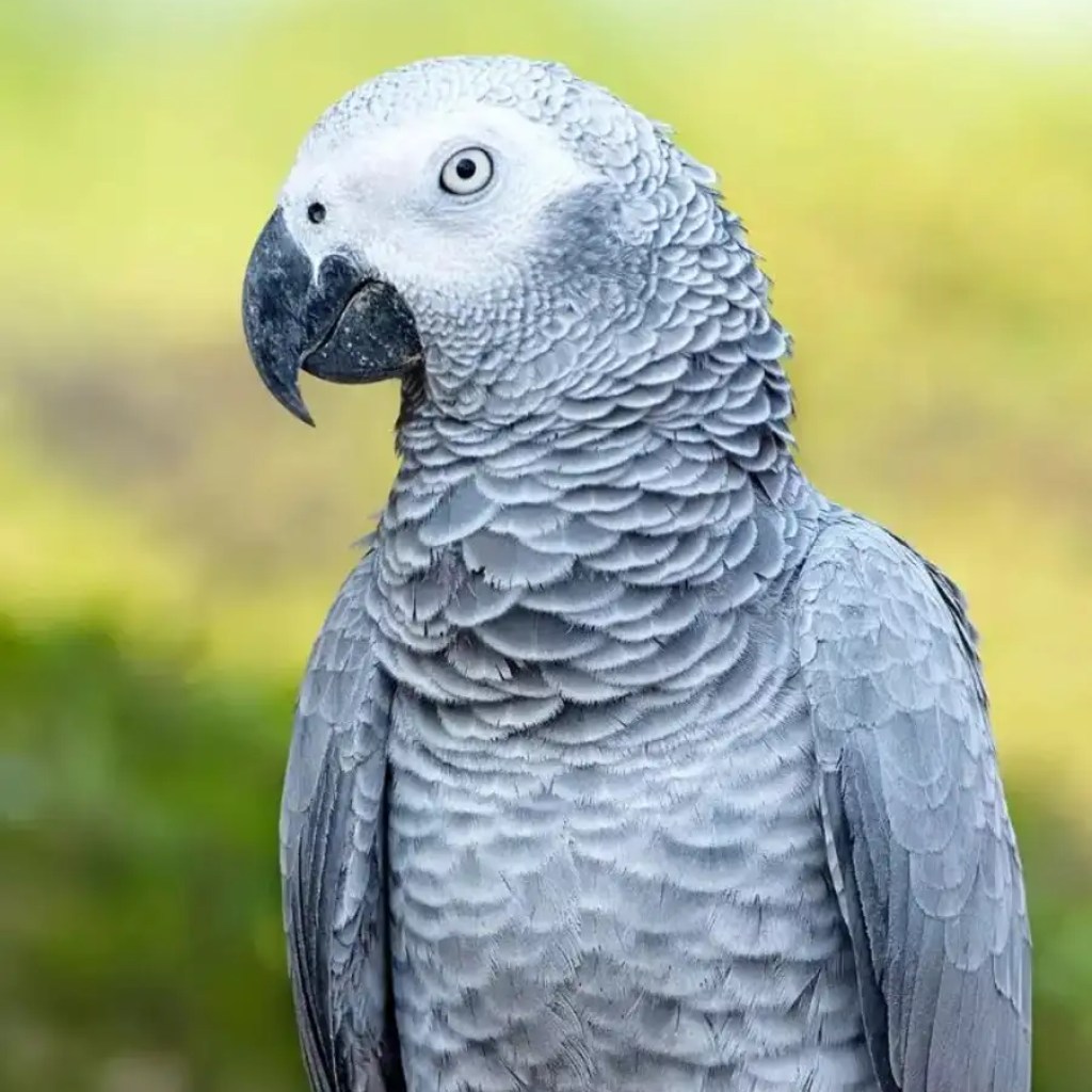 ஆப்பிரிக்க சாம்பல் கிளி செல்லப்பிராணியாகப் பெறுவதற்கு முன் தெரிந்து கொள்ள வேண்டிய 10 விஷயங்கள் ஆப்பிரிக்க சாம்பல் கிளி செல்லப்பிராணியாகப் பெறுவதற்கு முன் தெரிந்து கொள்ள வேண்டிய 10 விஷயங்கள்