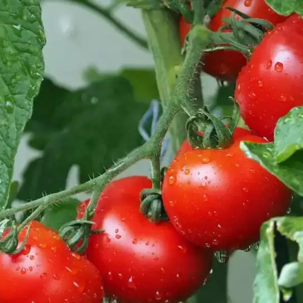 இந்த ஒரு இயற்கை தோட்டக் கழிவு மூலப்பொருளைக் கொண்டு ஆரோக்கியமான, பெரிய தக்காளியை வளர்க்கவும் | – டைம்ஸ் ஆஃப் இந்தியா இந்த ஒரு இயற்கை தோட்டக் கழிவு மூலப்பொருளைக் கொண்டு ஆரோக்கியமான, பெரிய தக்காளியை வளர்க்கவும் | – டைம்ஸ் ஆஃப் இந்தியா