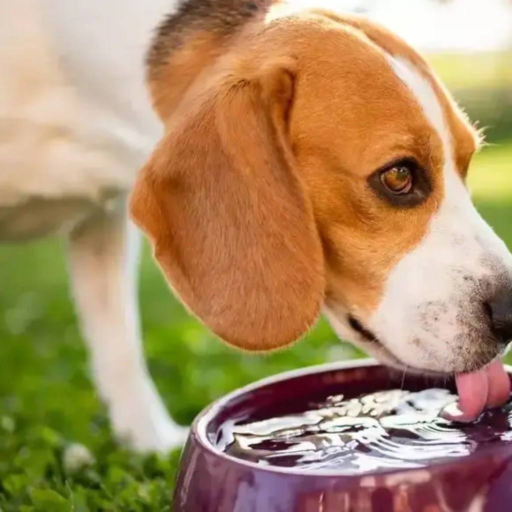 உங்கள் நாய் பாதுகாப்பாக குடிக்கக்கூடிய தண்ணீரைத் தவிர 5 ஆரோக்கியமான பானங்கள் | – தி டைம்ஸ் ஆஃப் இந்தியா உங்கள் நாய் பாதுகாப்பாக குடிக்கக்கூடிய தண்ணீரைத் தவிர 5 ஆரோக்கியமான பானங்கள் | – தி டைம்ஸ் ஆஃப் இந்தியா