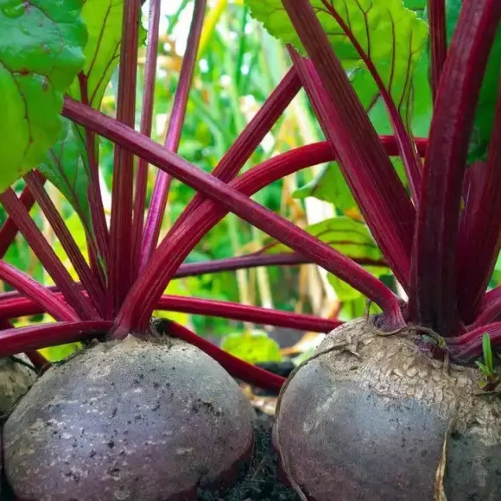 10 பொதுவான பீட் வளரும் தவறுகள் மற்றும் அவற்றை எவ்வாறு சரிசெய்வது | – தி டைம்ஸ் ஆஃப் இந்தியா 10 பொதுவான பீட் வளரும் தவறுகள் மற்றும் அவற்றை எவ்வாறு சரிசெய்வது | – தி டைம்ஸ் ஆஃப் இந்தியா