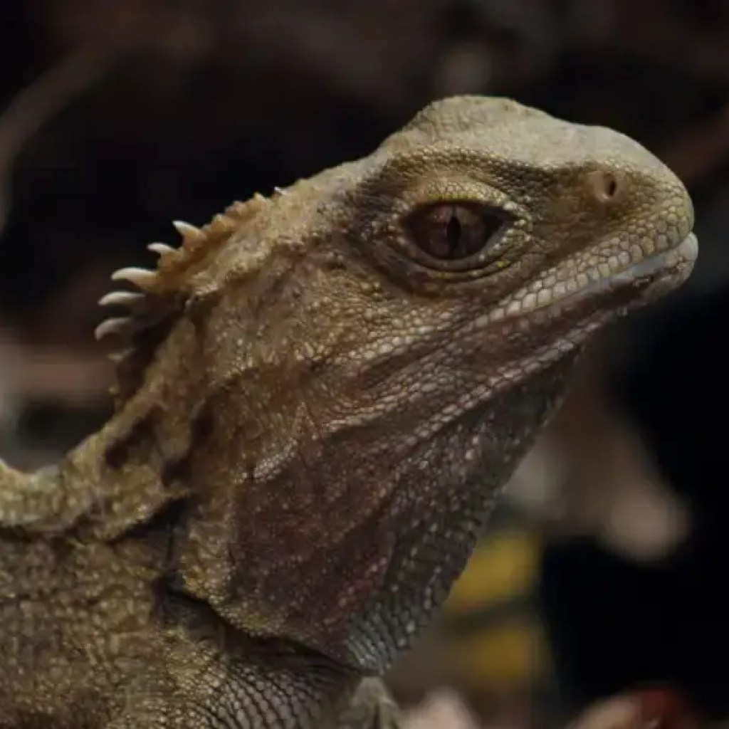 டயானோசர், பாம்பு அல்லது பல்லி? வினோதமான பற்கள் மற்றும் மண்டை ஓட்டுடன் கண்டுபிடிக்கப்பட்ட 242 மில்லியன் ஆண்டுகள் பழமையான ஊர்வன | – தி டைம்ஸ் ஆஃப் இந்தியா டயானோசர், பாம்பு அல்லது பல்லி? வினோதமான பற்கள் மற்றும் மண்டை ஓட்டுடன் கண்டுபிடிக்கப்பட்ட 242 மில்லியன் ஆண்டுகள் பழமையான ஊர்வன | – தி டைம்ஸ் ஆஃப் இந்தியா