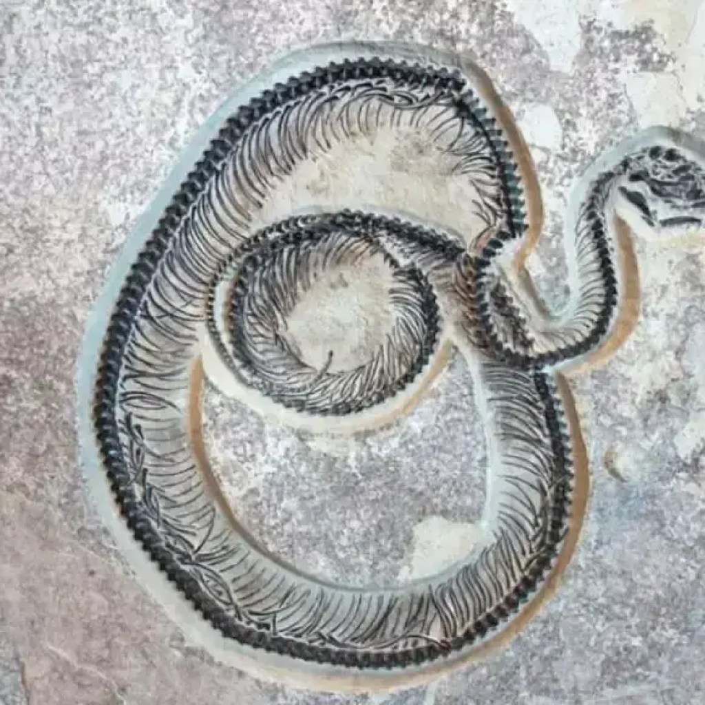 டைட்டனோபோவா வி/எஸ் வாசுகி இண்டிகஸ்: இது பூமியில் எப்போதும் இருந்த மற்றும் சுற்றித் திரிந்த மிகப்பெரிய பாம்பு | – தி டைம்ஸ் ஆஃப் இந்தியா டைட்டனோபோவா வி/எஸ் வாசுகி இண்டிகஸ்: இது பூமியில் எப்போதும் இருந்த மற்றும் சுற்றித் திரிந்த மிகப்பெரிய பாம்பு | – தி டைம்ஸ் ஆஃப் இந்தியா