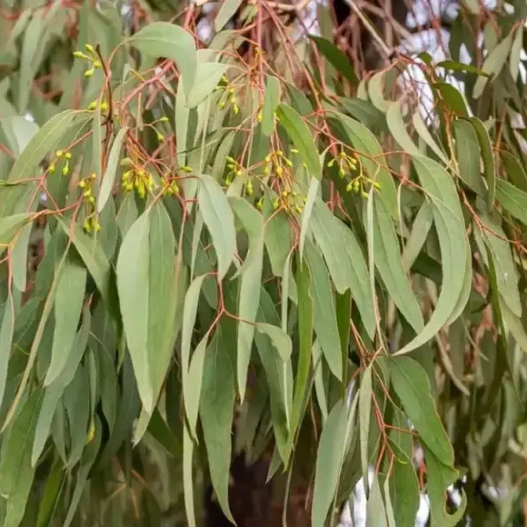 யூகலிப்டஸ் இலைகளின் ஆச்சரியமான நன்மைகள்: குளிர் நிவாரணம் முதல் வறண்ட சரும சிகிச்சை வரை | – தி டைம்ஸ் ஆஃப் இந்தியா யூகலிப்டஸ் இலைகளின் ஆச்சரியமான நன்மைகள்: குளிர் நிவாரணம் முதல் வறண்ட சரும சிகிச்சை வரை | – தி டைம்ஸ் ஆஃப் இந்தியா