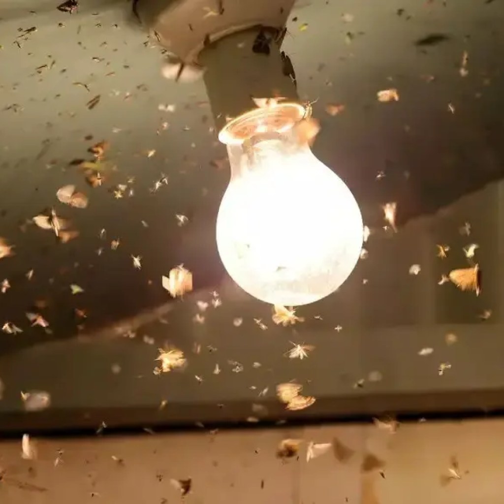 இந்த டசெஹ்ரா | – தி டைம்ஸ் ஆஃப் இந்தியா இந்த டசெஹ்ரா | – தி டைம்ஸ் ஆஃப் இந்தியா