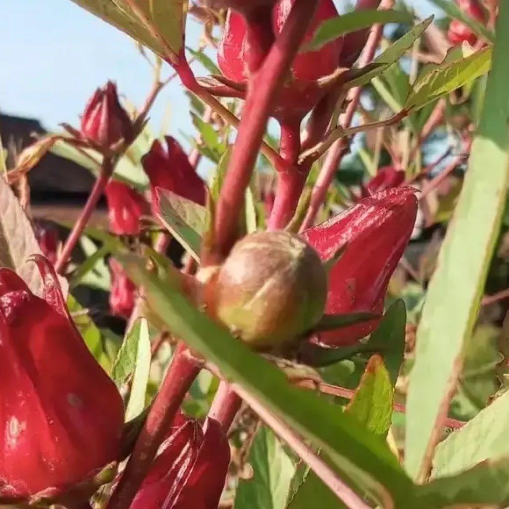 வீட்டில் ரோசெல் தோட்டக்கலை: ஆரோக்கியமான தாவரங்கள் மற்றும் அறுவடைக்கான உதவிக்குறிப்புகள் | – தி டைம்ஸ் ஆஃப் இந்தியா வீட்டில் ரோசெல் தோட்டக்கலை: ஆரோக்கியமான தாவரங்கள் மற்றும் அறுவடைக்கான உதவிக்குறிப்புகள் | – தி டைம்ஸ் ஆஃப் இந்தியா