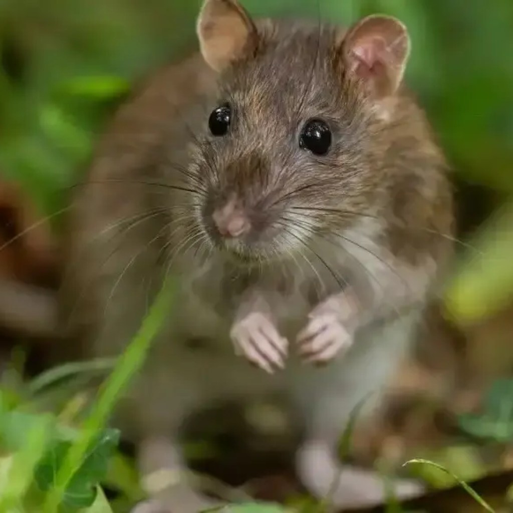 வேதியியல் இல்லாத எலி விரட்டிகள்: வெங்காயம், மிளகாய், எலுமிச்சை மற்றும் இயற்கை பொருட்கள் உங்கள் வீட்டைக் காப்பாற்றுவது எப்படி | – தி டைம்ஸ் ஆஃப் இந்தியா வேதியியல் இல்லாத எலி விரட்டிகள்: வெங்காயம், மிளகாய், எலுமிச்சை மற்றும் இயற்கை பொருட்கள் உங்கள் வீட்டைக் காப்பாற்றுவது எப்படி | – தி டைம்ஸ் ஆஃப் இந்தியா