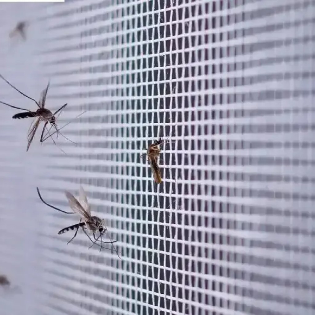 டெங்கு, ஜிகா மற்றும் சிக்குன்குனியாவை எதிர்த்துப் போராட பிரேசில் கொசுக்களைப் பயன்படுத்துகிறது – டைம்ஸ் ஆஃப் இந்தியா டெங்கு, ஜிகா மற்றும் சிக்குன்குனியாவை எதிர்த்துப் போராட பிரேசில் கொசுக்களைப் பயன்படுத்துகிறது – டைம்ஸ் ஆஃப் இந்தியா