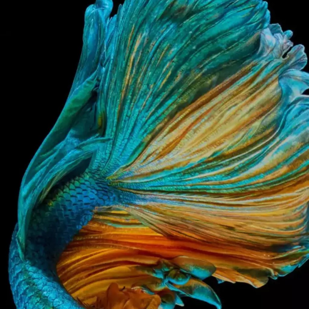 10 தொடக்க நட்பு மற்றும் வீட்டு மீன்வளங்களுக்கு ஏற்ற மீன்களை பராமரிக்க எளிதானது 10 தொடக்க நட்பு மற்றும் வீட்டு மீன்வளங்களுக்கு ஏற்ற மீன்களை பராமரிக்க எளிதானது