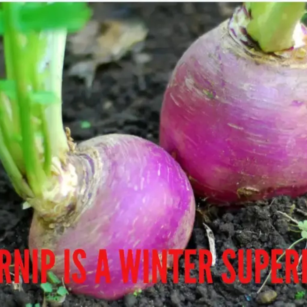 அன்றைய ஊட்டச்சத்து உண்மை: ஏன் டர்னிப் அல்லது ஷால்ஜாம் பல்துறை மற்றும் ஆரோக்கியமானது அன்றைய ஊட்டச்சத்து உண்மை: ஏன் டர்னிப் அல்லது ஷால்ஜாம் பல்துறை மற்றும் ஆரோக்கியமானது