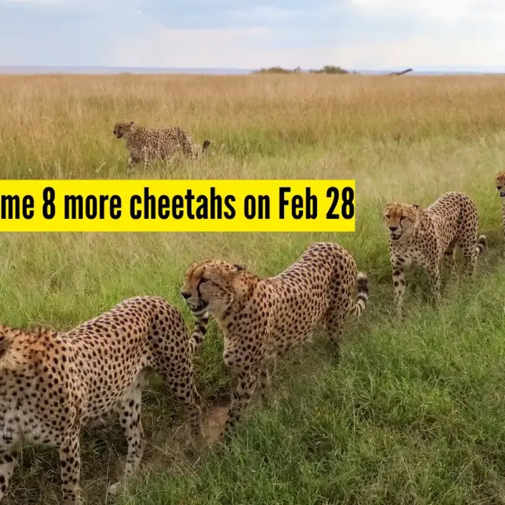 பிப்ரவரி 28 அன்று குனோ தேசிய பூங்காவிற்கு மேலும் 8 ஆப்பிரிக்க சிறுத்தைகள் வரவுள்ளன, மொத்த எண்ணிக்கை 46 ஆக உள்ளது | – டைம்ஸ் ஆஃப் இந்தியா பிப்ரவரி 28 அன்று குனோ தேசிய பூங்காவிற்கு மேலும் 8 ஆப்பிரிக்க சிறுத்தைகள் வரவுள்ளன, மொத்த எண்ணிக்கை 46 ஆக உள்ளது | – டைம்ஸ் ஆஃப் இந்தியா