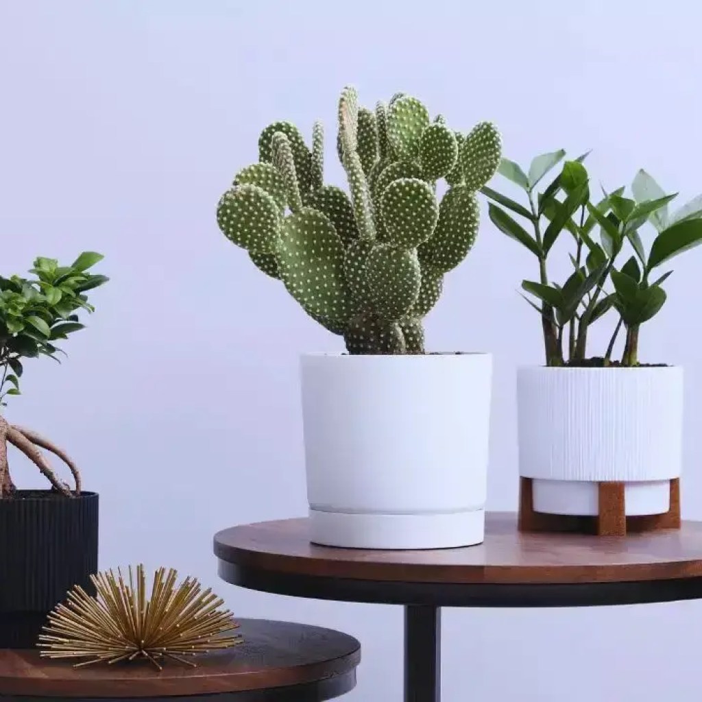 வாஸ்து மற்றும் எதற்காக பிரதான கதவுக்கு அருகில் 5 செடிகளை வைக்கக்கூடாது வாஸ்து மற்றும் எதற்காக பிரதான கதவுக்கு அருகில் 5 செடிகளை வைக்கக்கூடாது