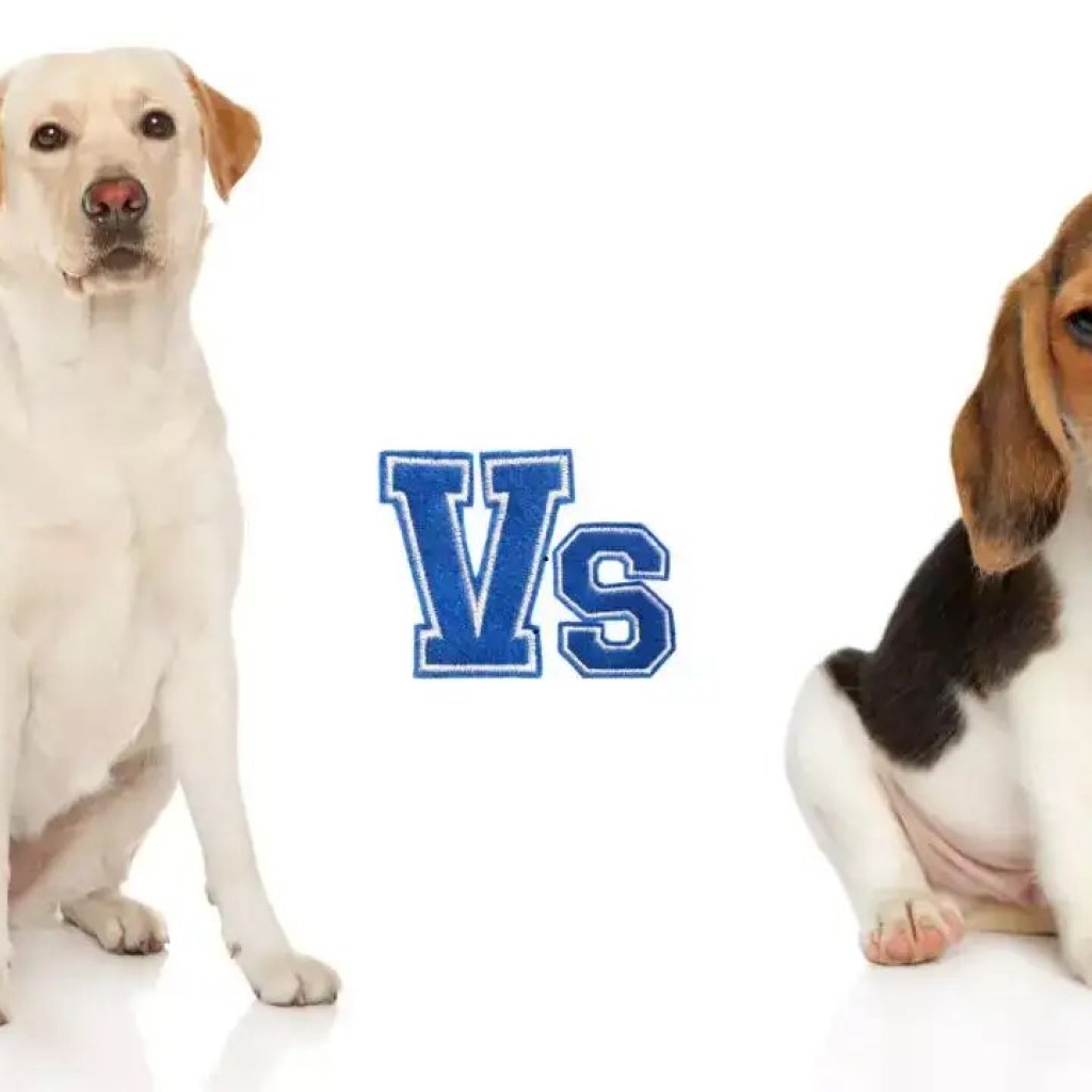 லாப்ரடோர் Vs பீகிள்: அபார்ட்மென்ட் வாழ்க்கைக்கு சிறந்த நாய் எது? லாப்ரடோர் Vs பீகிள்: அபார்ட்மென்ட் வாழ்க்கைக்கு சிறந்த நாய் எது?