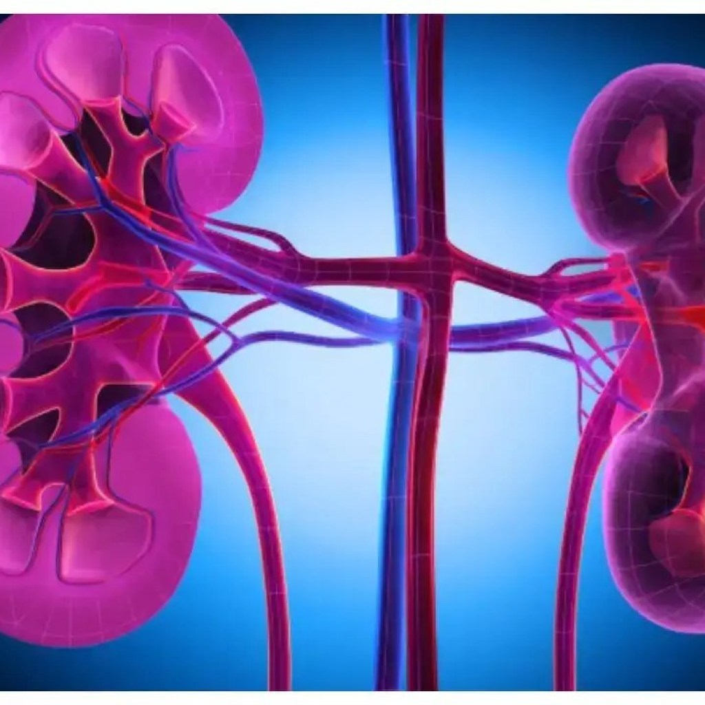 சிறுநீரக ஆரோக்கியம்: உங்கள் சிறுநீரகங்களை வலிமையாக்கும் 5 உணவுகள் சிறுநீரக ஆரோக்கியம்: உங்கள் சிறுநீரகங்களை வலிமையாக்கும் 5 உணவுகள்