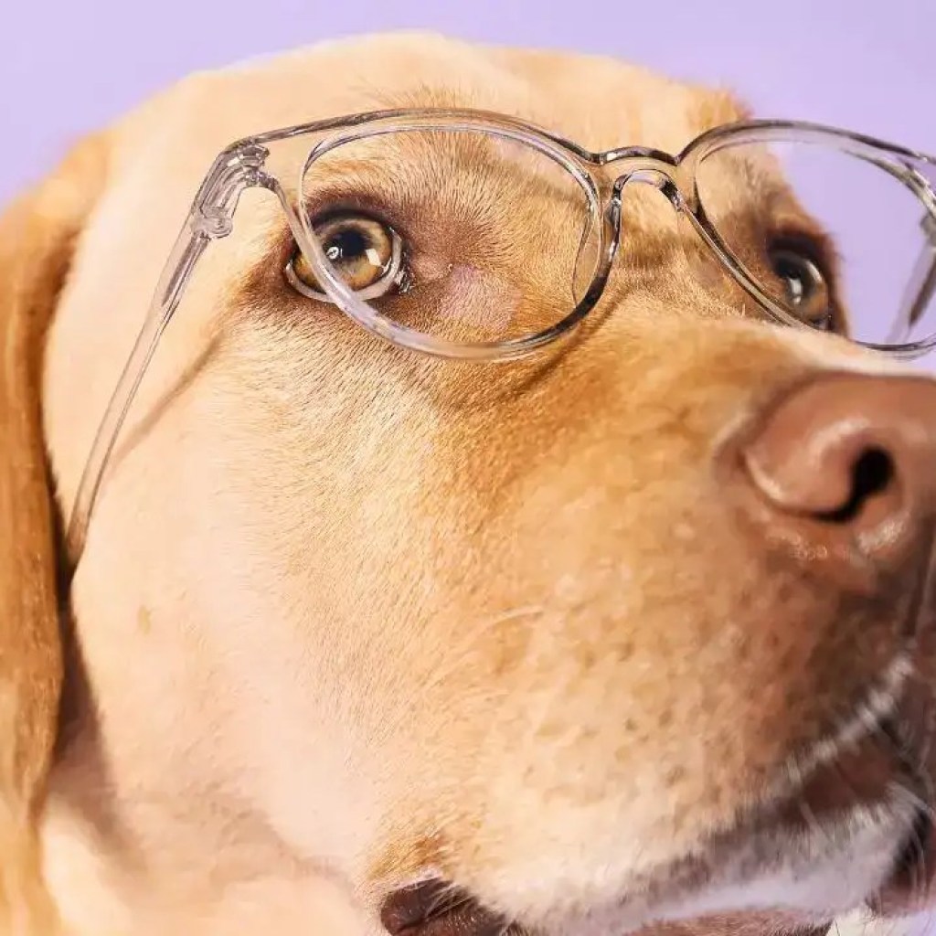 லாப்ரடோர் முதல் பார்டர் கோலி வரை: 5 புத்திசாலித்தனமான மற்றும் நட்பு நாய் இனங்கள் பயிற்சி பெற எளிதானவை லாப்ரடோர் முதல் பார்டர் கோலி வரை: 5 புத்திசாலித்தனமான மற்றும் நட்பு நாய் இனங்கள் பயிற்சி பெற எளிதானவை