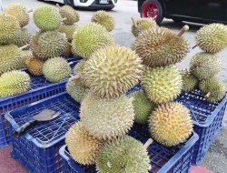 Fermented, Funky, Fantastic: Inside Indonesia’s Love Affair With Durian Fermented, Funky, Fantastic: Inside Indonesia’s Love Affair With Durian