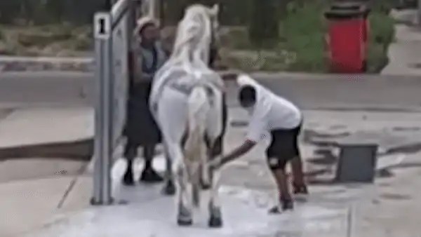 Moment inedit la Târgu Jiu. Un armăsar a fost igienizat de stăpânul său la o spălătorie auto Moment inedit la Târgu Jiu. Un armăsar a fost igienizat de stăpânul său la o spălătorie auto