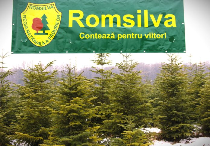 Romsilva pune la vânzare peste 20.000 de pomi de Crăciun Romsilva pune la vânzare peste 20.000 de pomi de Crăciun