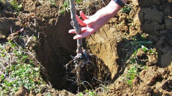 Agricultura pe înțelesul tuturor – Cum puteți înființa corect plantația de pomi și arbuști fructiferi (2) Agricultura pe înțelesul tuturor – Cum puteți înființa corect plantația de pomi și arbuști fructiferi (2)