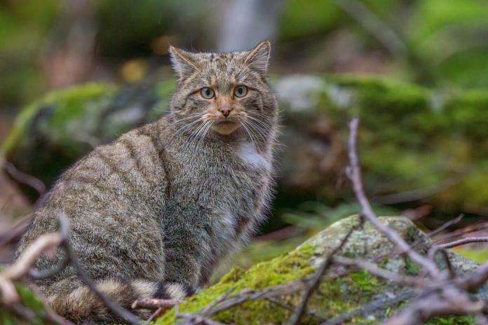 O pisică sălbatică a fost fotografiată în Parcul Naţional Retezat O pisică sălbatică a fost fotografiată în Parcul Naţional Retezat