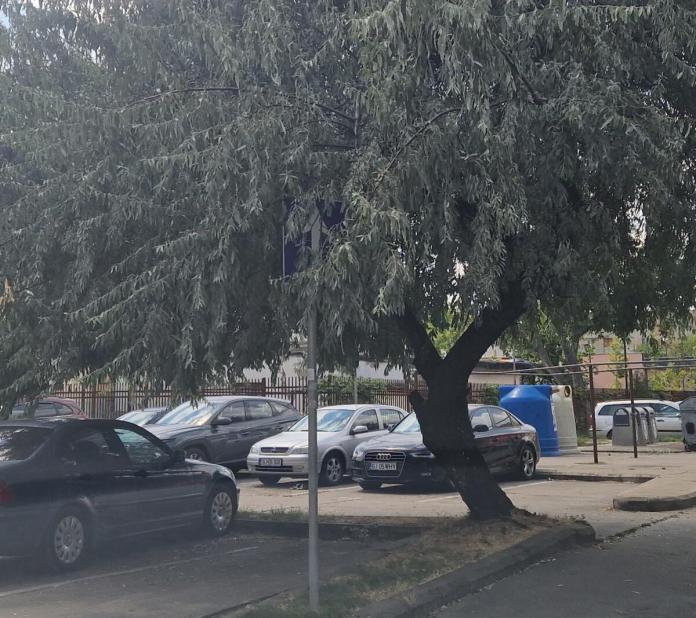 „Jungla” de pe străzile din Târgu Jiu „Jungla” de pe străzile din Târgu Jiu