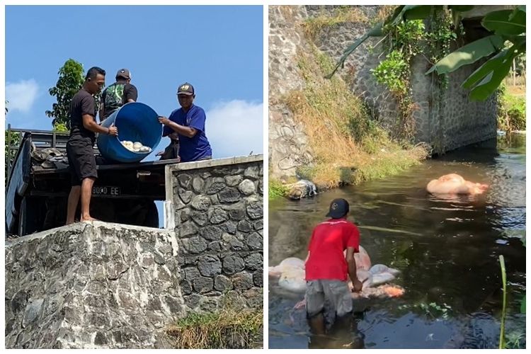Viral Jeroan Sapi Kurban yang Dibuang ke Sungai Bikin Warganet Salah, Begini Penjelasannya Viral Jeroan Sapi Kurban yang Dibuang ke Sungai Bikin Warganet Salah, Begini Penjelasannya
