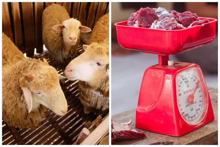 Tak Perlu Daun Pepaya, Begini Trik Menyimpan Daging Kambing Agar Tak Keras dan Tetap Enak Saat Diolah Tak Perlu Daun Pepaya, Begini Trik Menyimpan Daging Kambing Agar Tak Keras dan Tetap Enak Saat Diolah