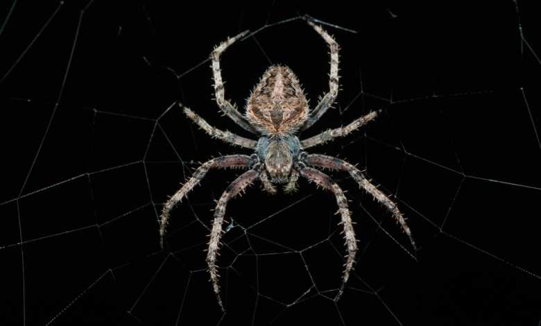How CISO defends against decentralized spider ransomware attacks How CISO defends against decentralized spider ransomware attacks